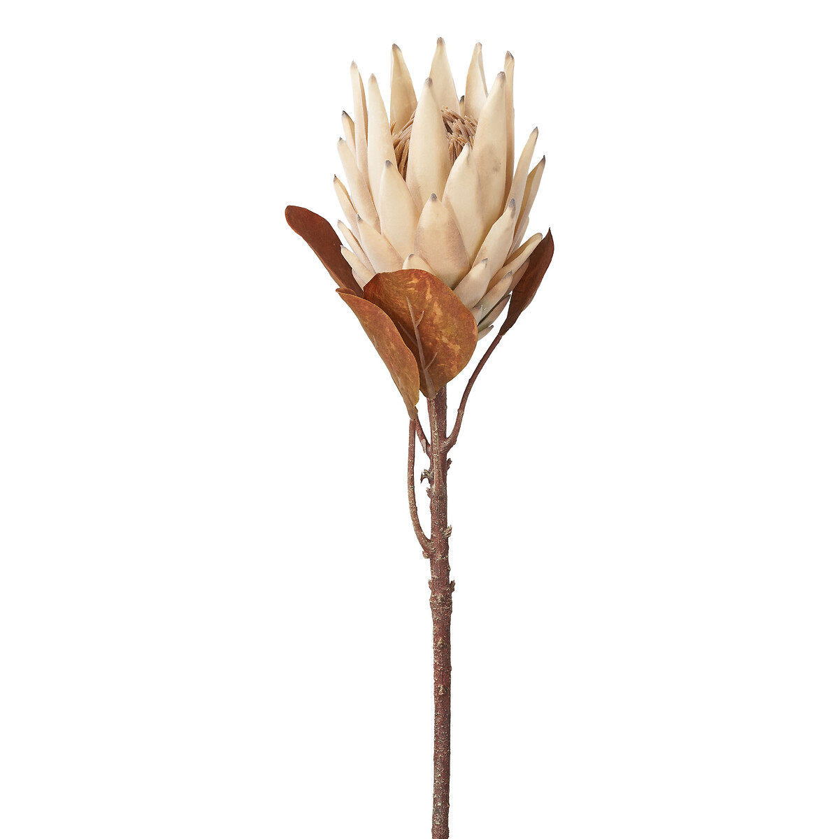 Natural Apricot Dried Flower Bunch natural, ÉDITÉ