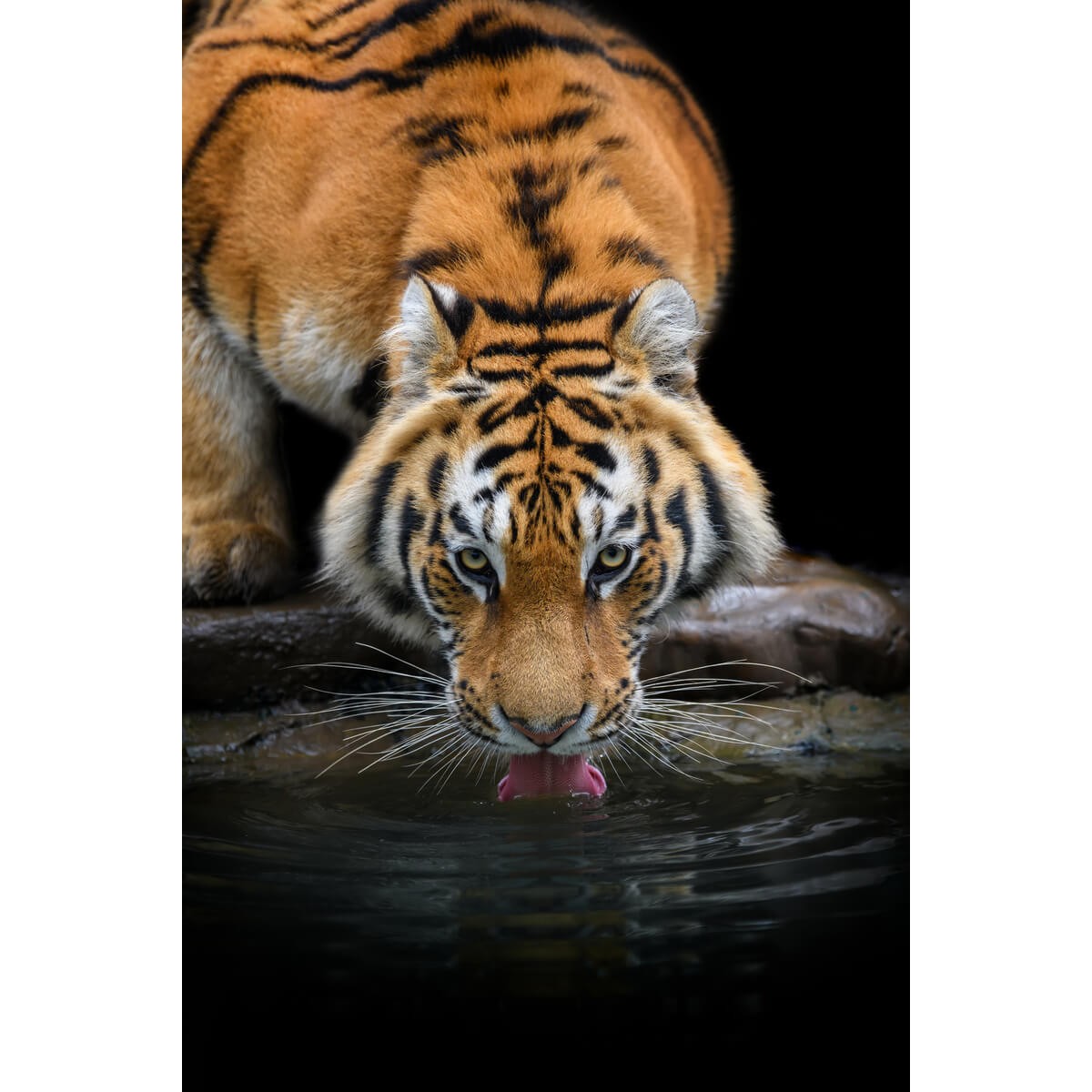 Tableau Mural Tigre Sibérien ANIMAUX tableaux sur toile-orange, CEANOTHE