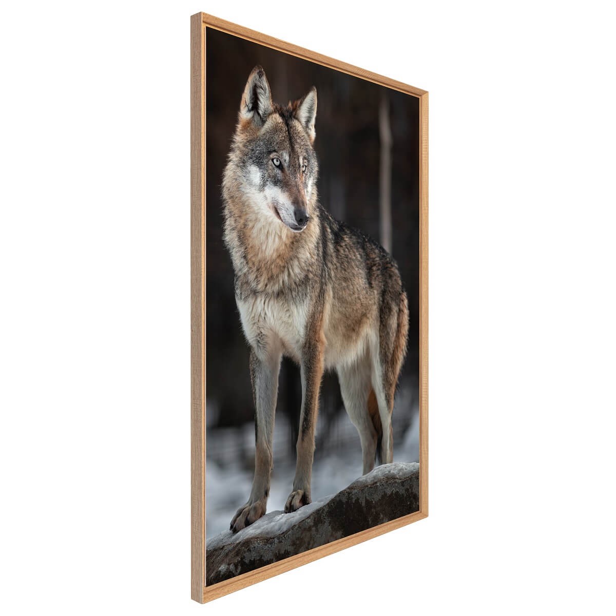 Tableau Mural Encadré Le Loup ANIMAUX tableaux encadrés, CEANOTHE