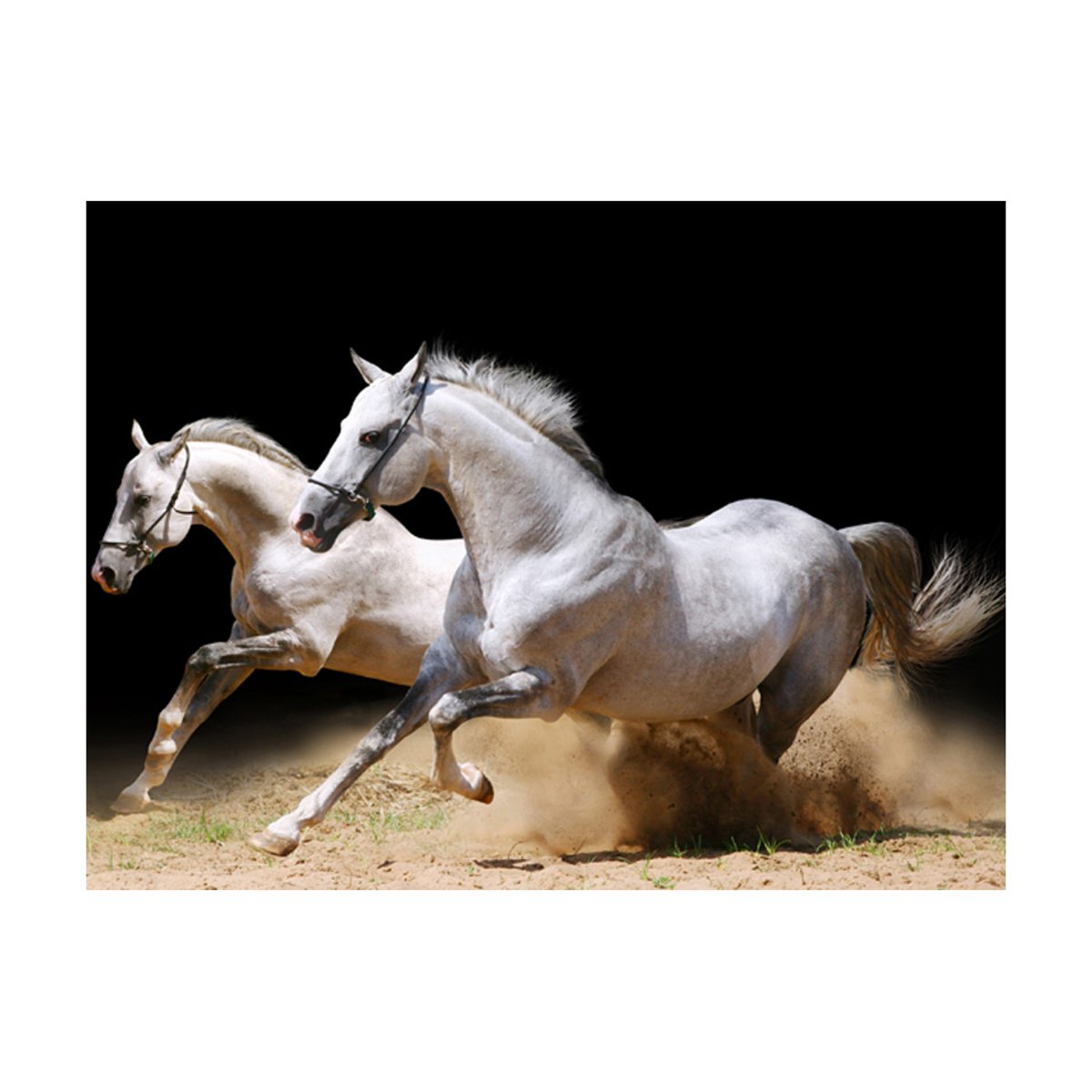 Papier peint intissé panoramique Animaux Chevaux au galop sur du sable beige, EDEN