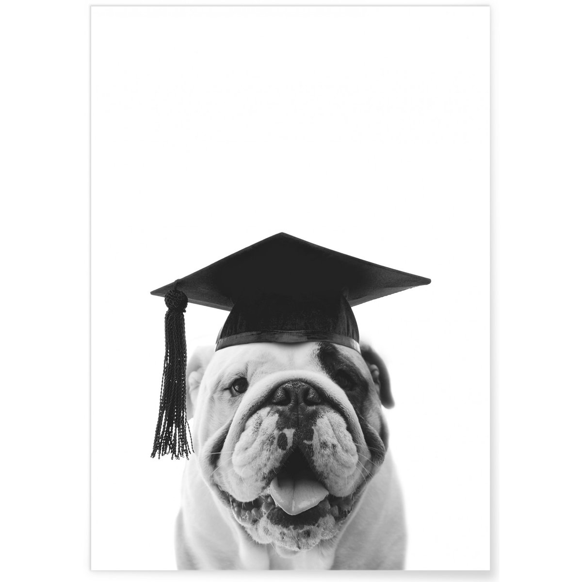 Affiche Bulldog Gaston blanc, L'AFFICHERIE