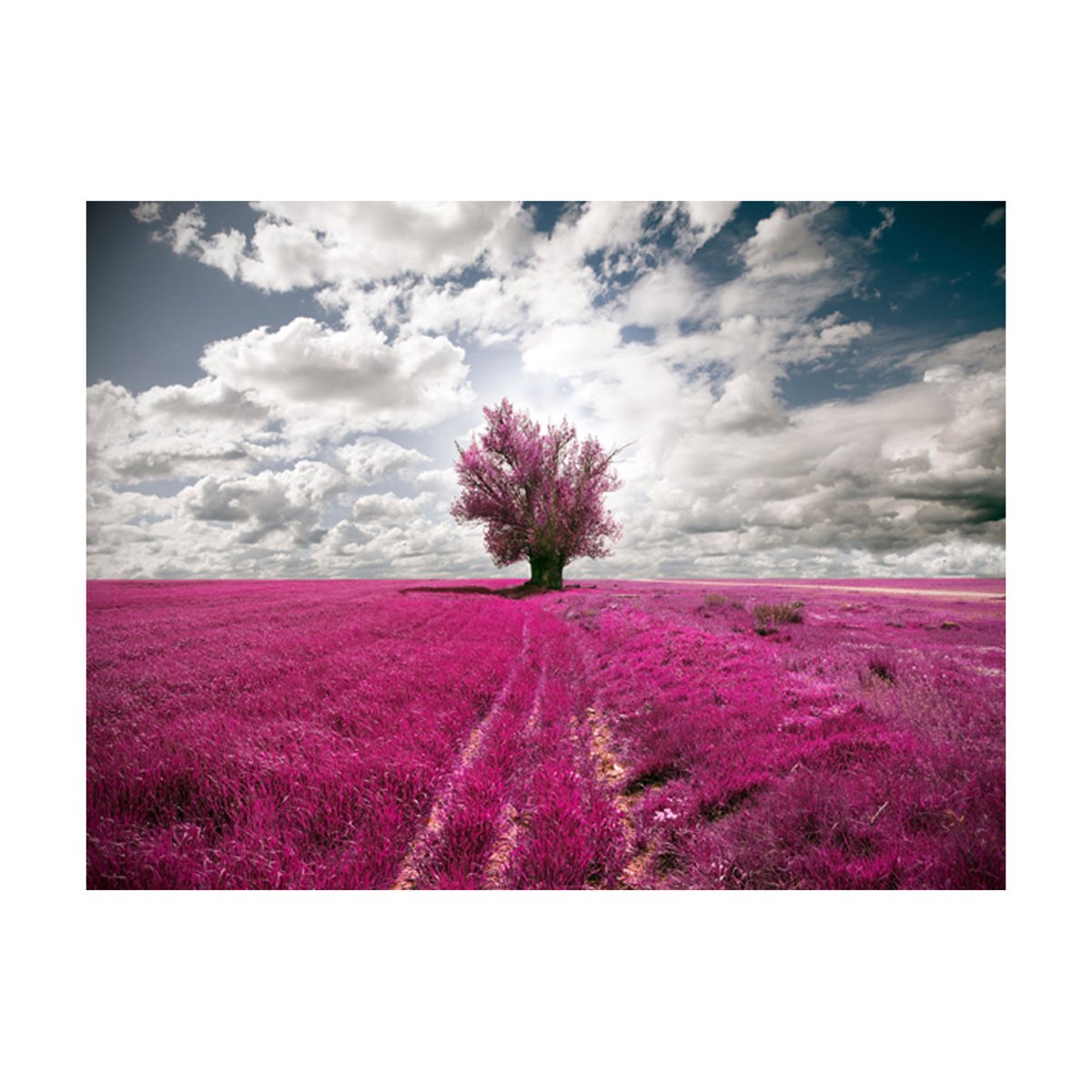 Papier peint intissé panoramique Paysage Prairie couleur fuschia violet, EDEN
