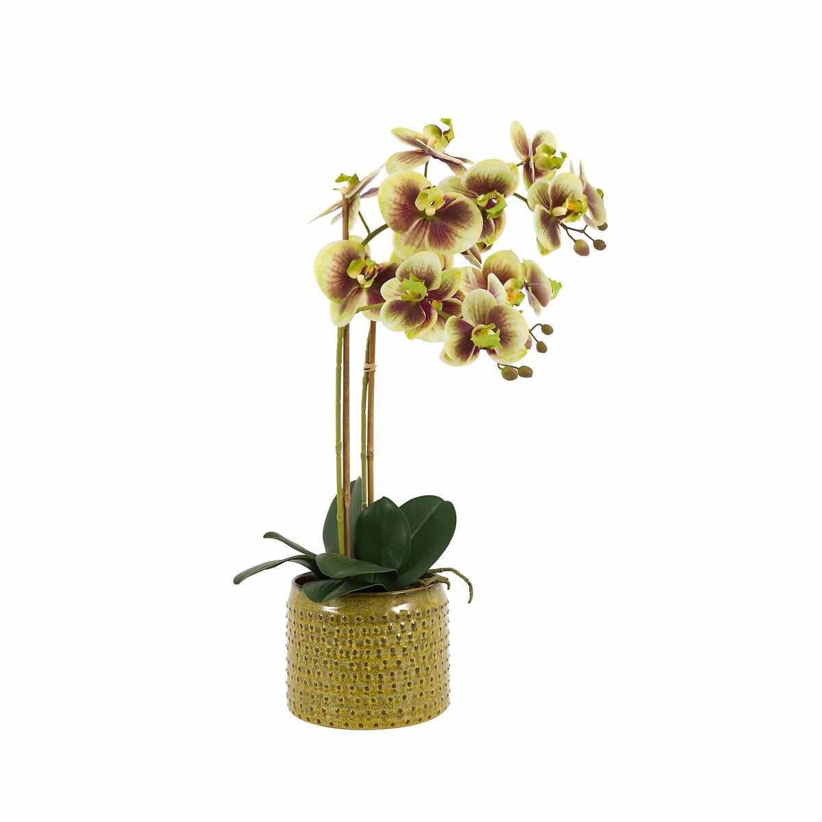 Orchid in Moss Ceramic Dot Pot green, ÉDITÉ