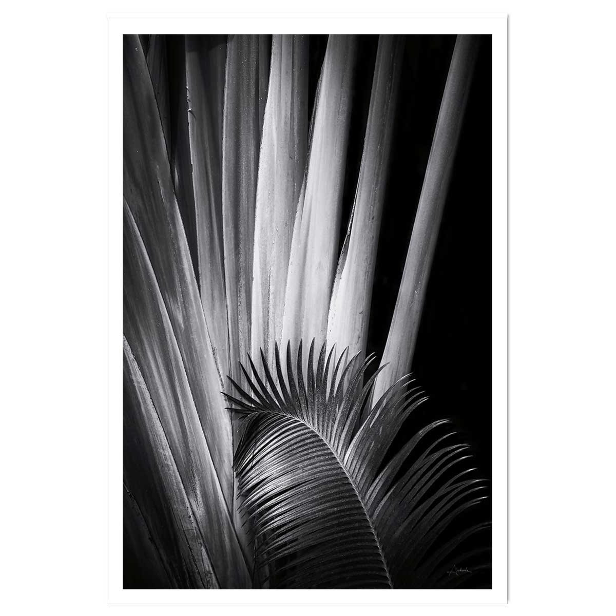 Poster jungle Marbella palm affiche seule, HEXOA