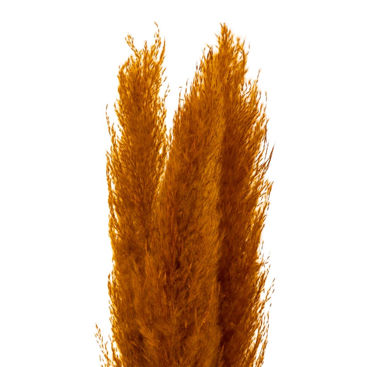 Set de 3 fleurs séchées PAMPA NATURELLE ocre, ATMOSPHERA