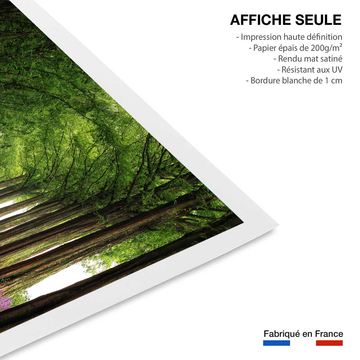 Affiche L'arbre Metasequoia affiche seule, HEXOA
