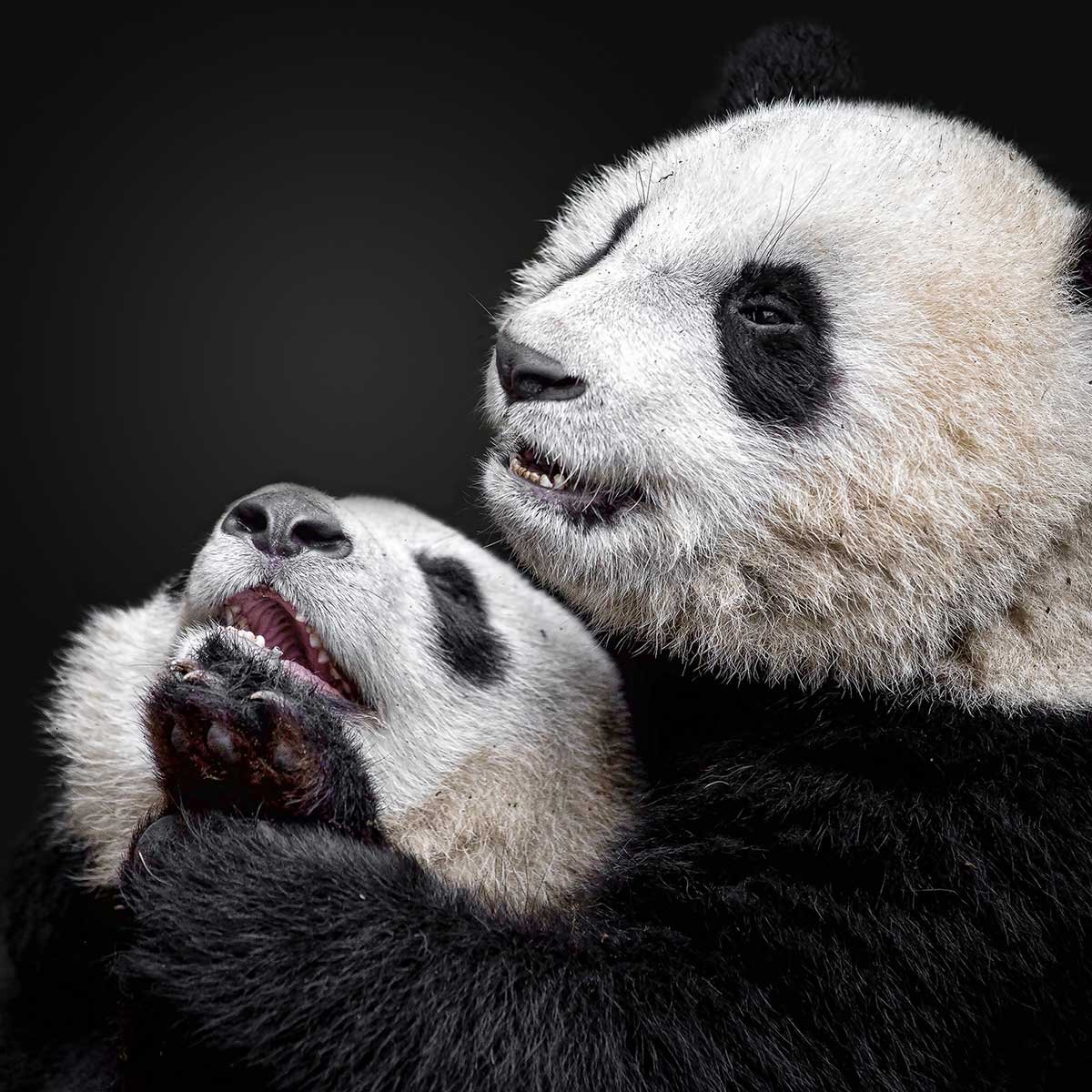 Affiche enfant pandas affiche seule, HEXOA