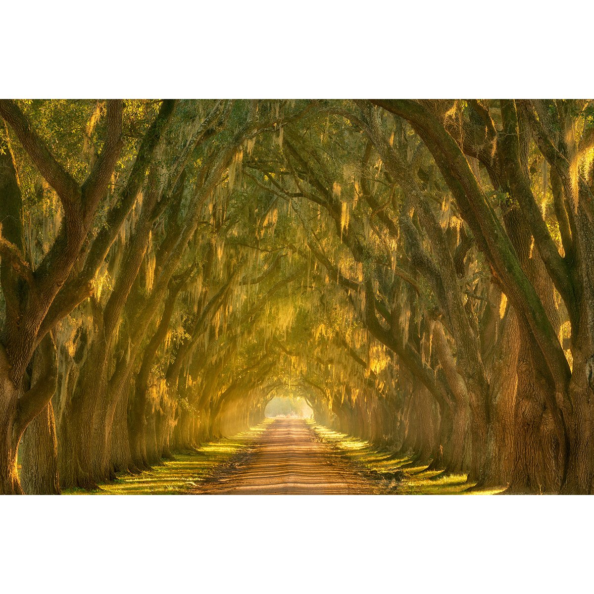 Tableau Allee enchanteresse tableau alu dibond, HEXOA