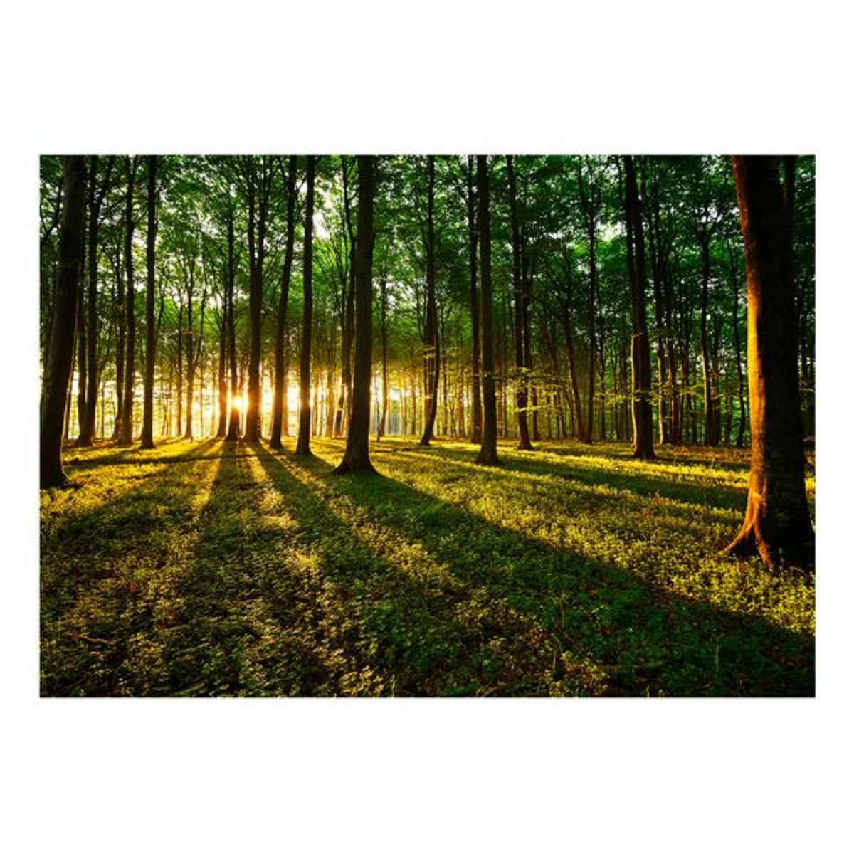 Papier peint intissé panoramique Paysage Spring: Morning in the Forest vert, EDEN