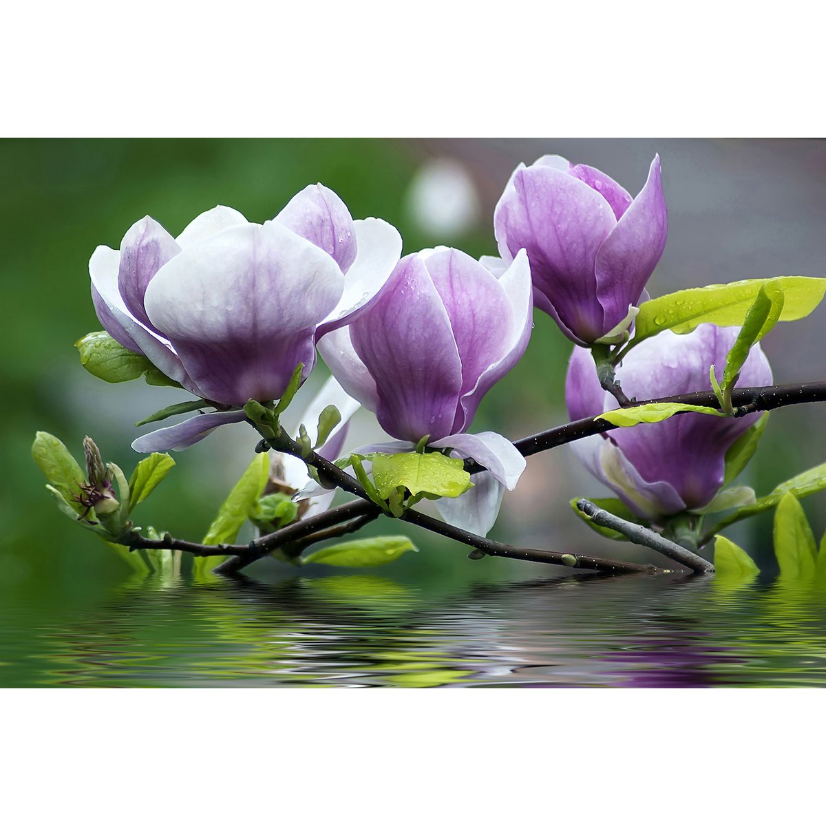 Tableau fleurs de magnolia tableau alu dibond, HEXOA