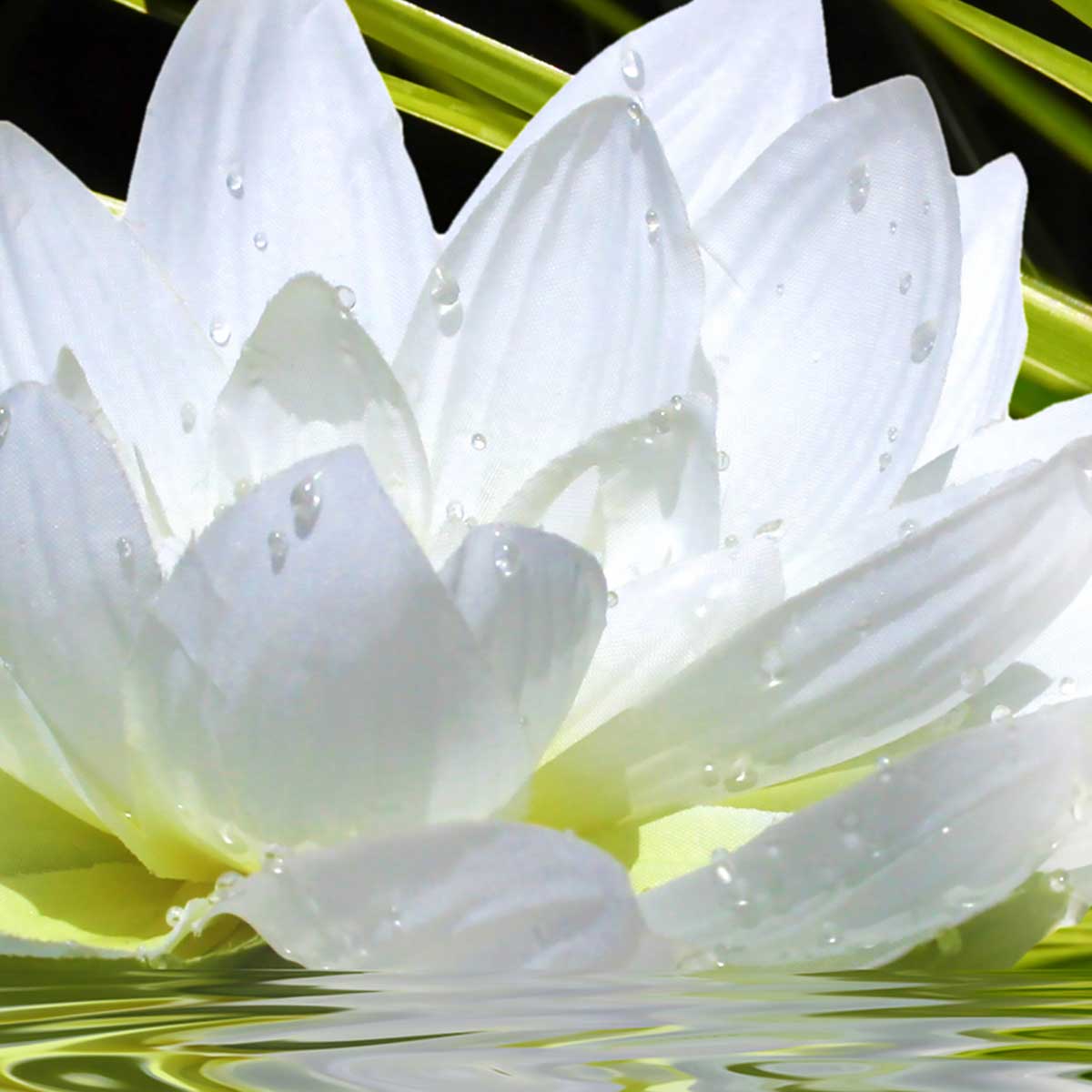 Affiche encadrée fleur zen lotus affiche + cadre en métal - noir, HEXOA