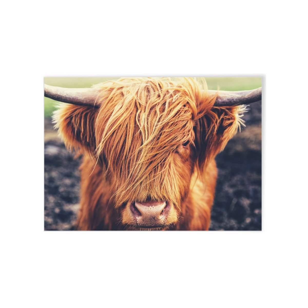 Poster Highland Cow blanc, L'AFFICHERIE