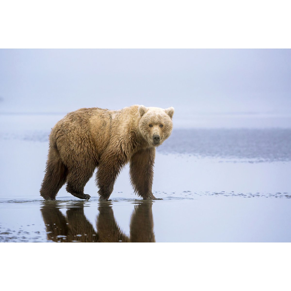 Tableau la marche de l'Ours tableau alu dibond, HEXOA