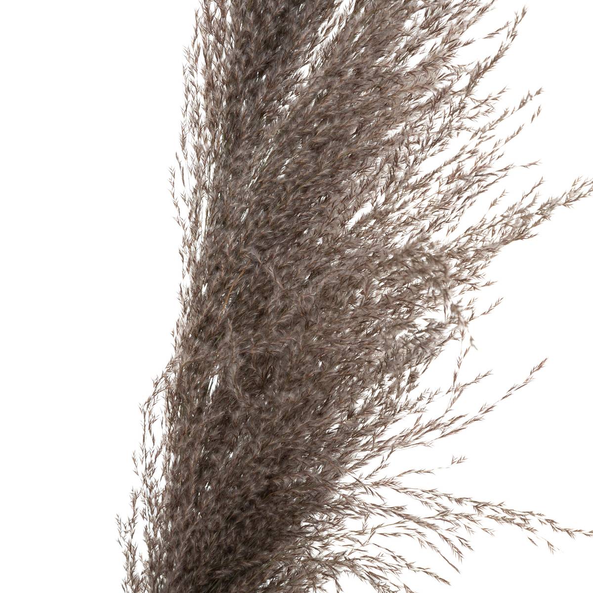 Set de 3 fleurs séchées PAMPA BRUNE marron, ATMOSPHERA