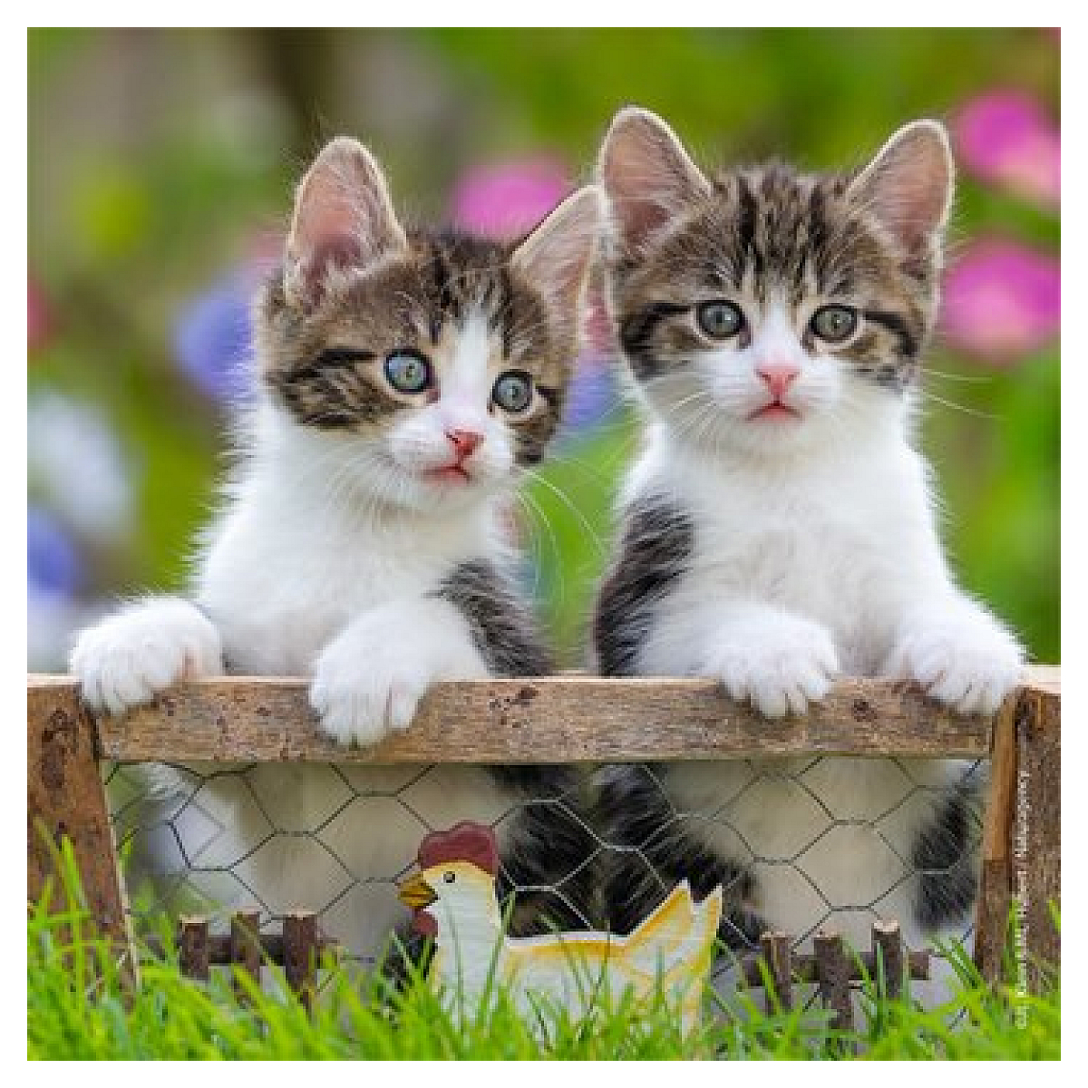 Puzzles 3x49 p - Chatons tigrés couleur unique, RAVENSBURGER