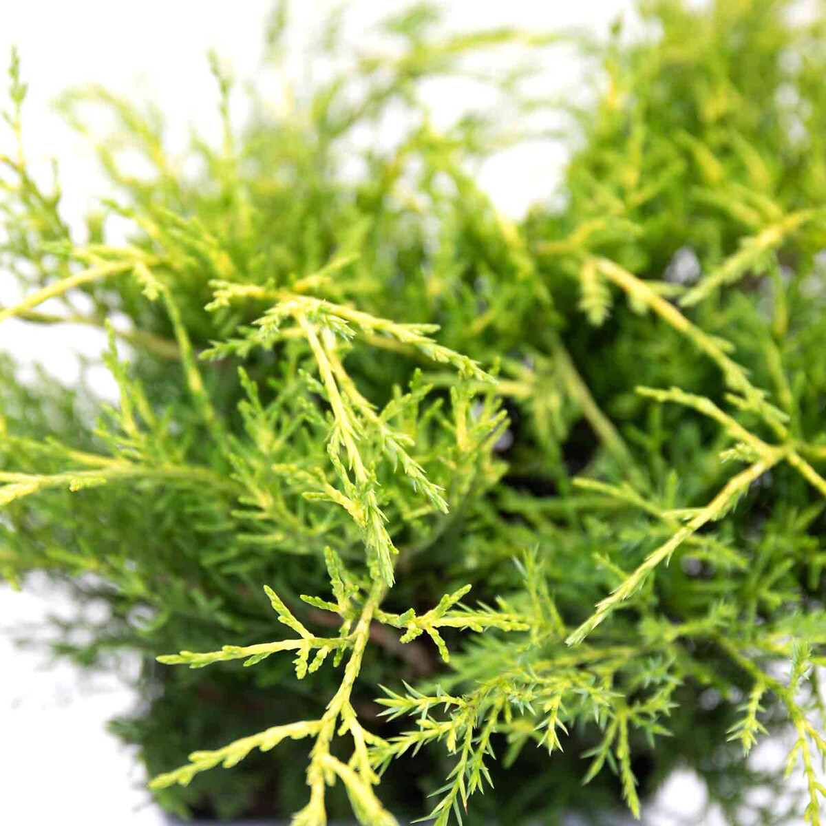 Planta Juniperus da China "old gold", BIOMA verde, BIOMA PLANTS
