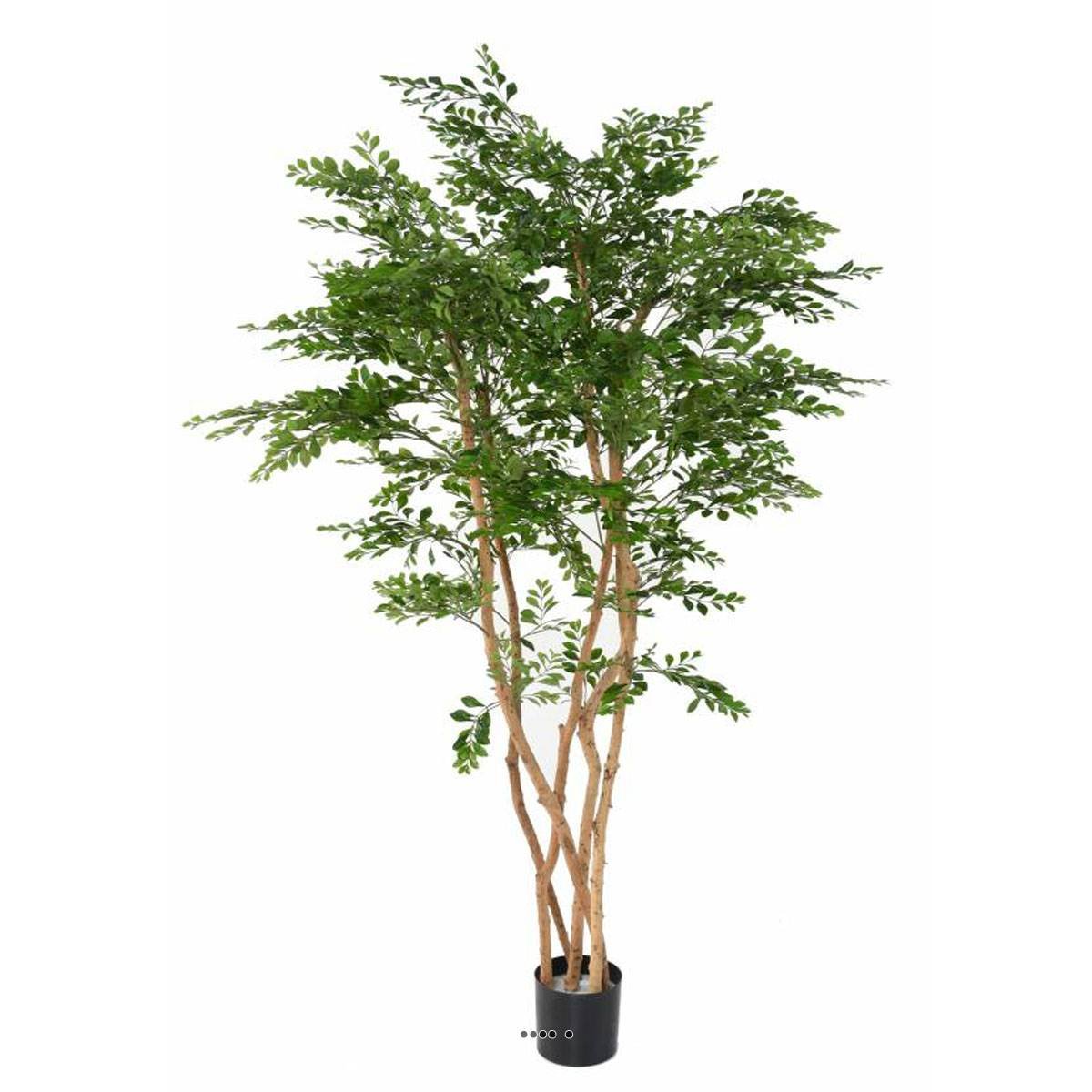 Acacia Artificiel 5 Troncs Naturels H 180 cm v002239, ARTIFICIELLES