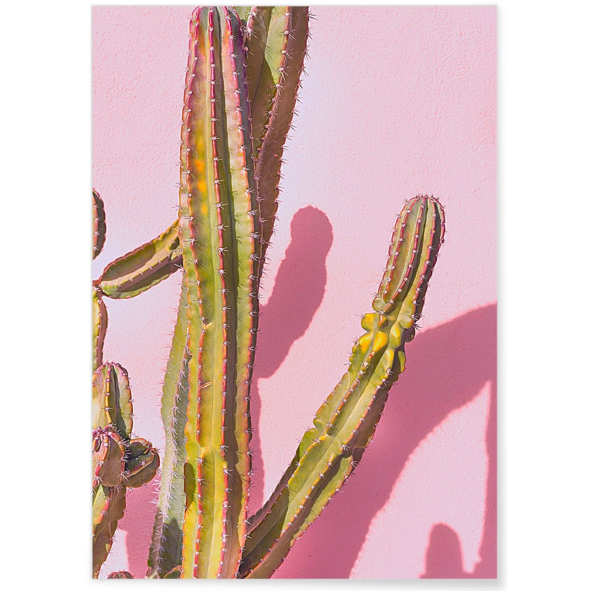 Poster nature Cactus 4 blanc, L'AFFICHERIE