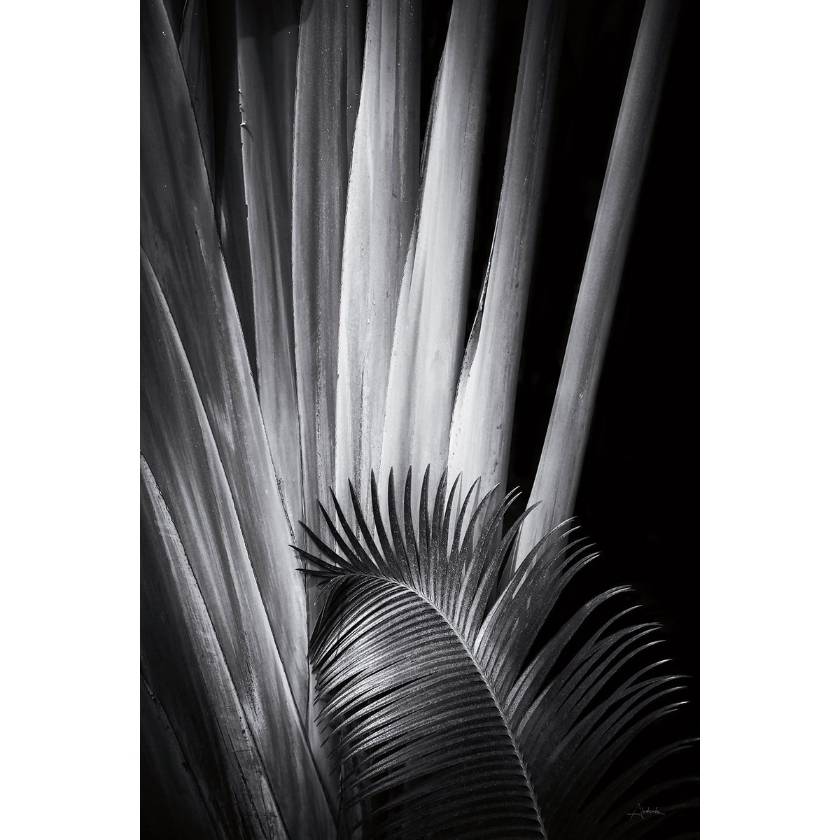 Tableau fleurs Marbella palm tableau alu dibond, HEXOA