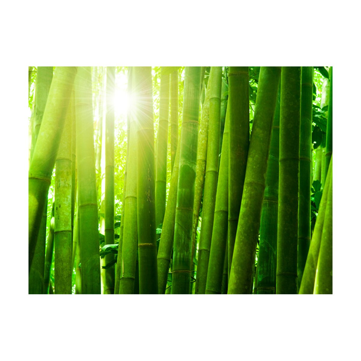 Papier peint intissé panoramique Orient Soleil et bambou vert, EDEN