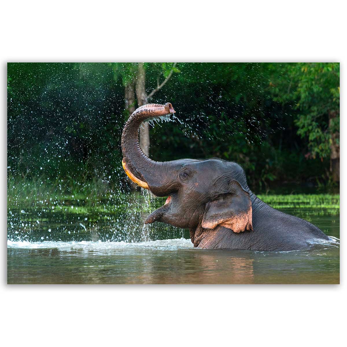 Tableau éléphant sauvage éclaboussures d’eau tropicales toile imprimée, HEXOA