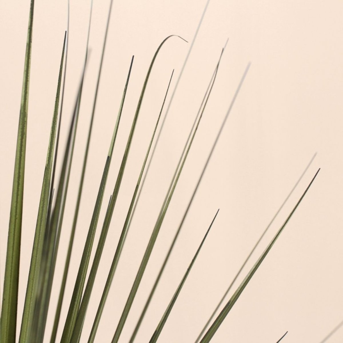 Plante artificielle asparaga 66cm vert, ORNAMI