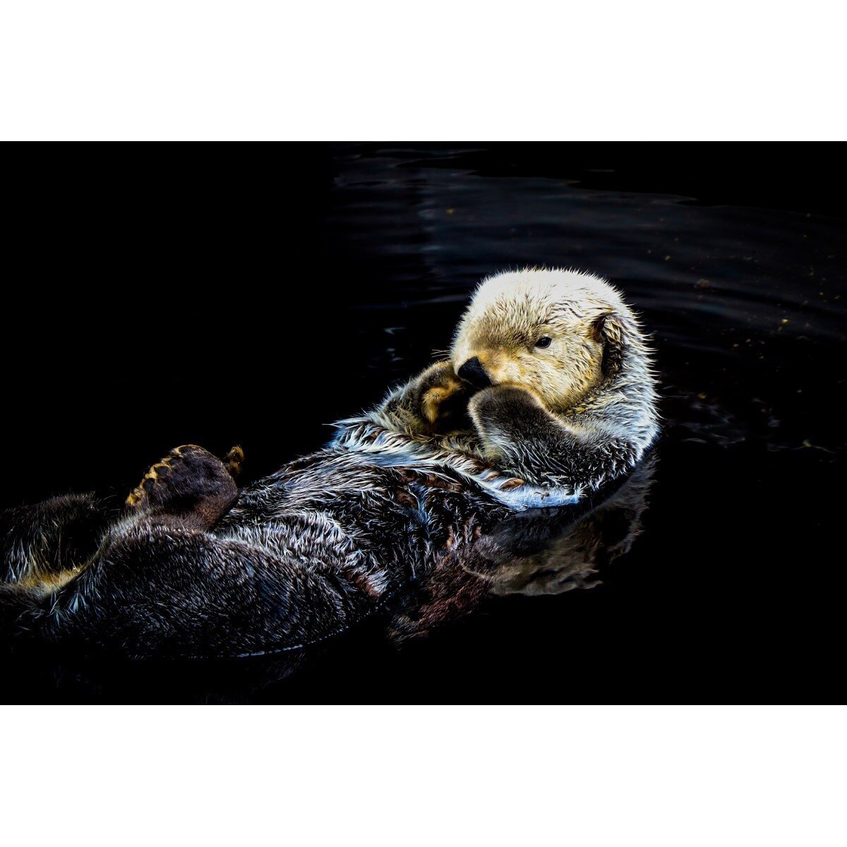 Tableau Mural Loutre ANIMAUX tableau en verre synthétique, CEANOTHE