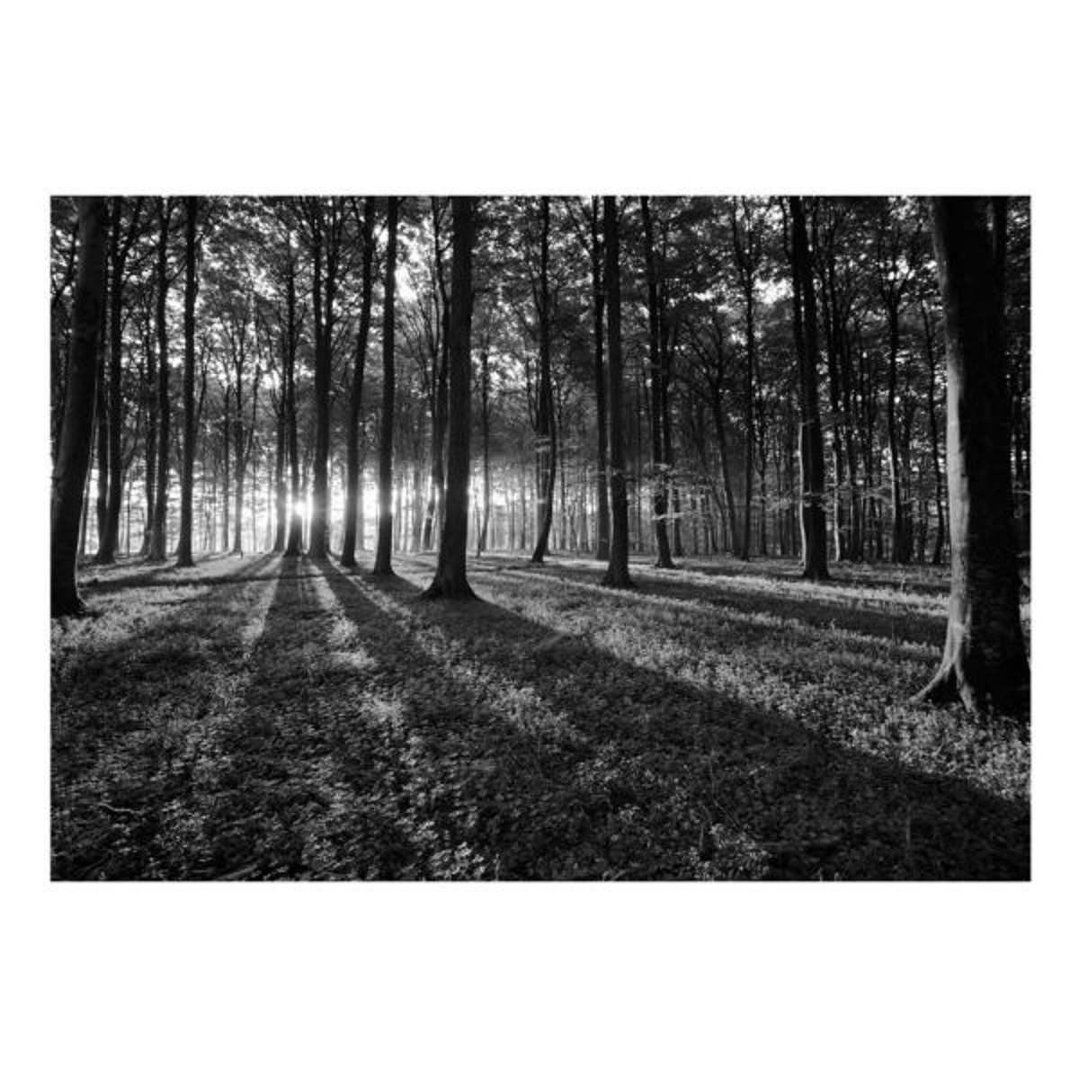 Papier peint intissé panoramique Paysage The Light in the Forest noir, EDEN