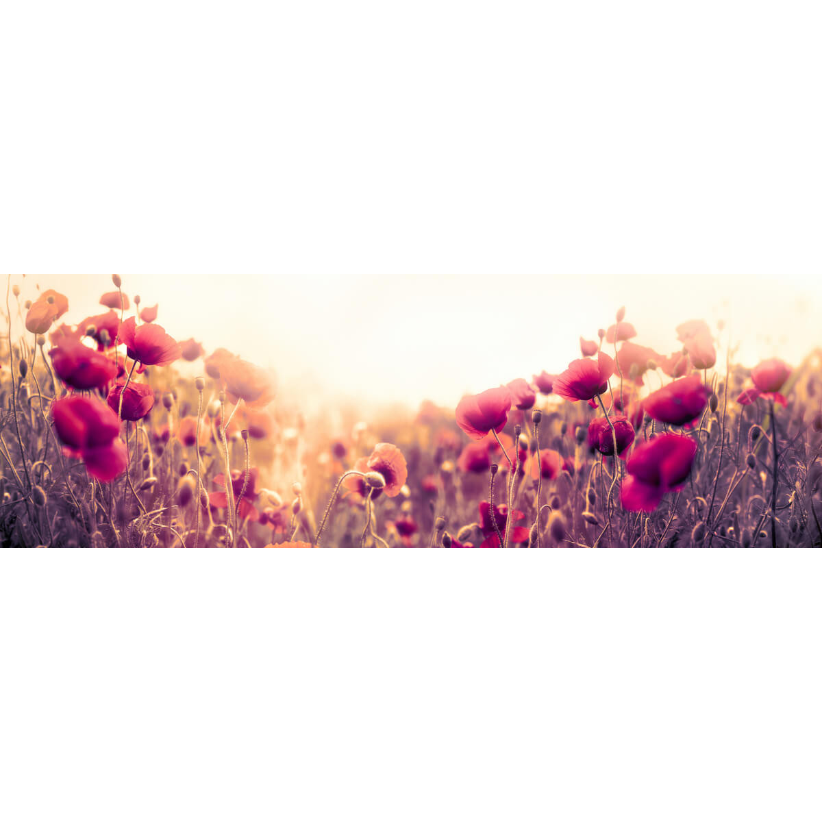 Tableau Mural Champ Coquelicot FLEUR tableaux sur toile-rose, CEANOTHE