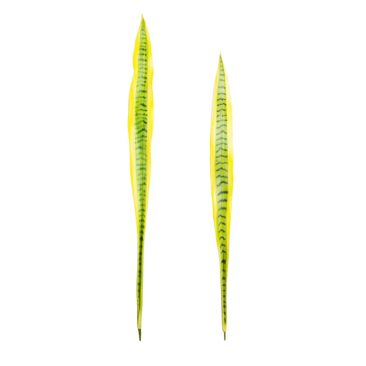 Set de 2 feuilles artificielles de sansevieria H91 jaune, SIA DECO