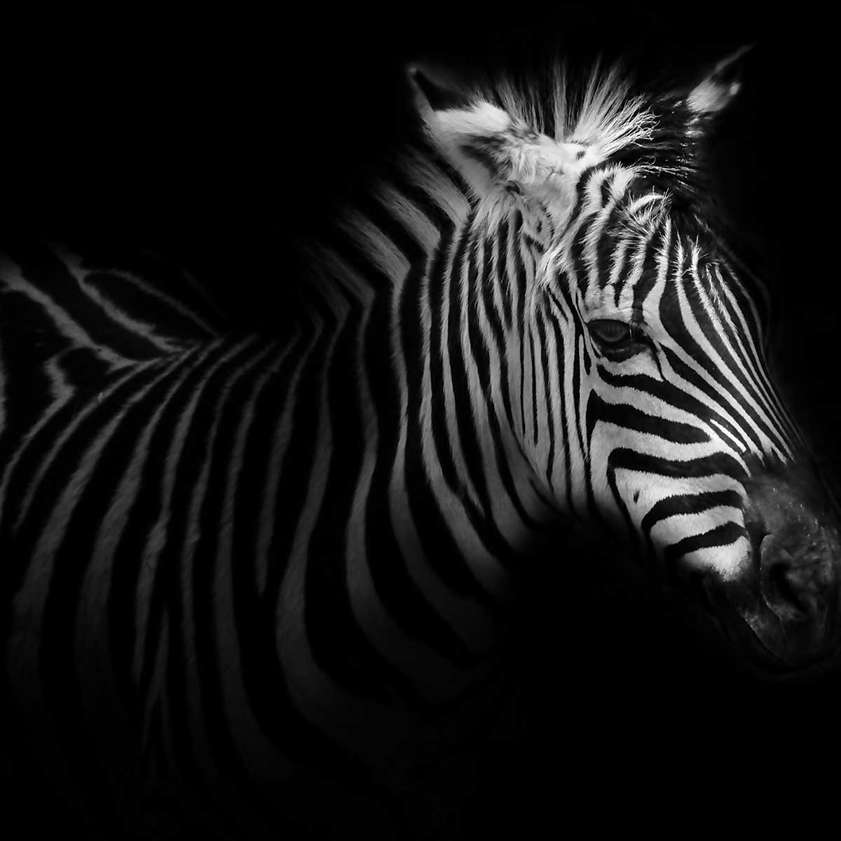 Tableau zebre dans la lumière tableau alu dibond, HEXOA
