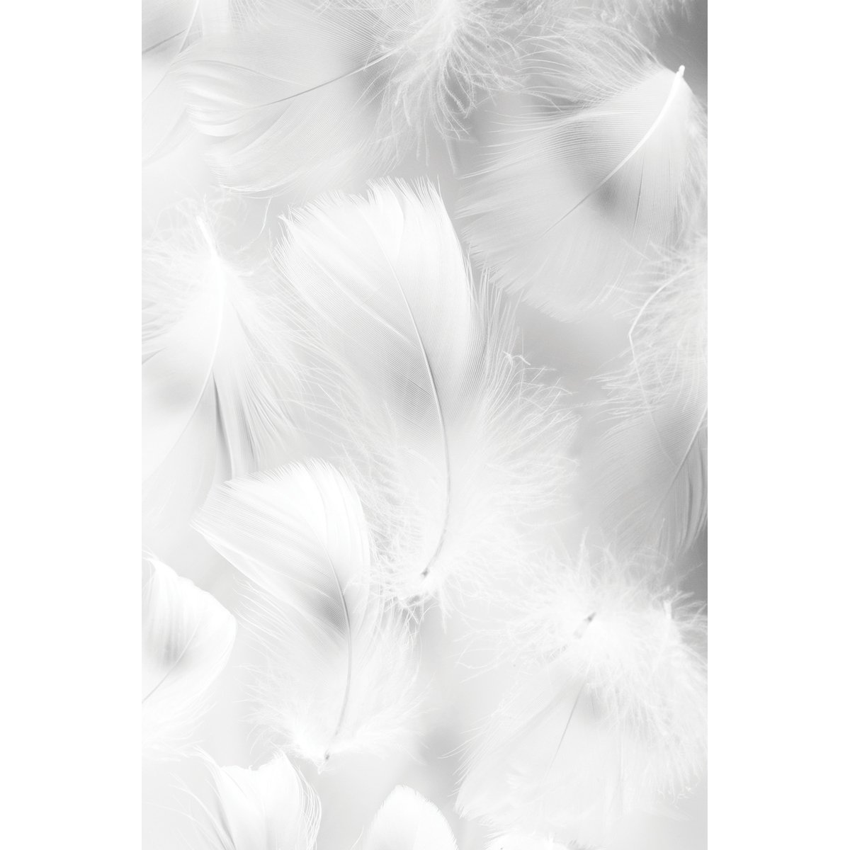 Papier peint panoramique Plumes 01 blanc, ACTE DECO