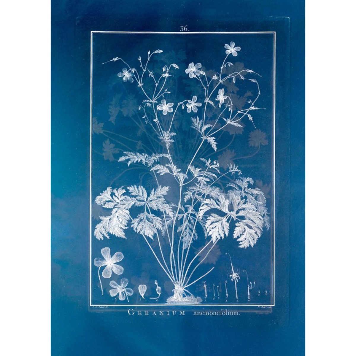 Affiche ancienne plante Geranium bleu, THE DYBDAHL CO