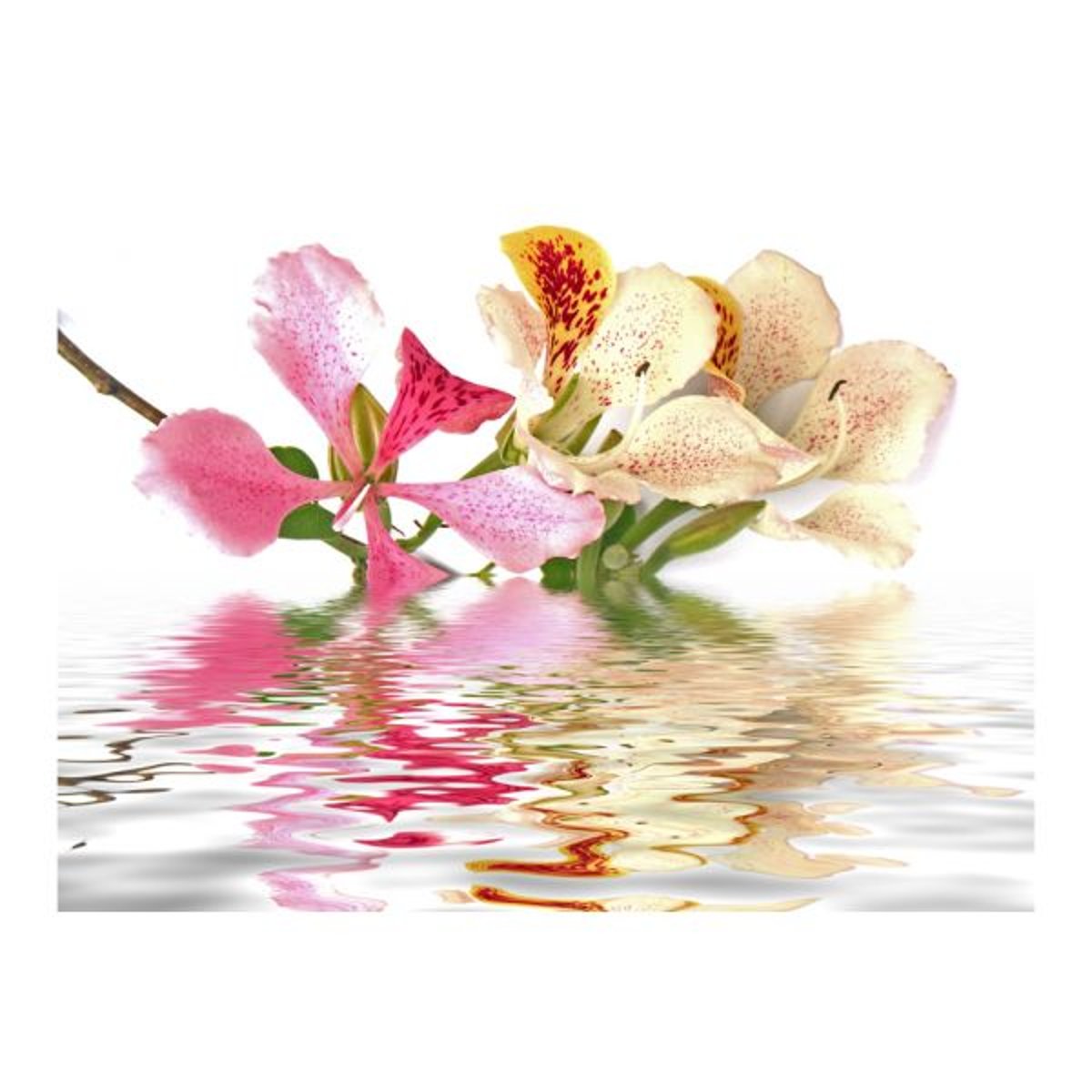 Papier peint intissé panoramique Fleurs Fleurs tropicales - arbre aux orchidées (bauhinia) rose, EDEN