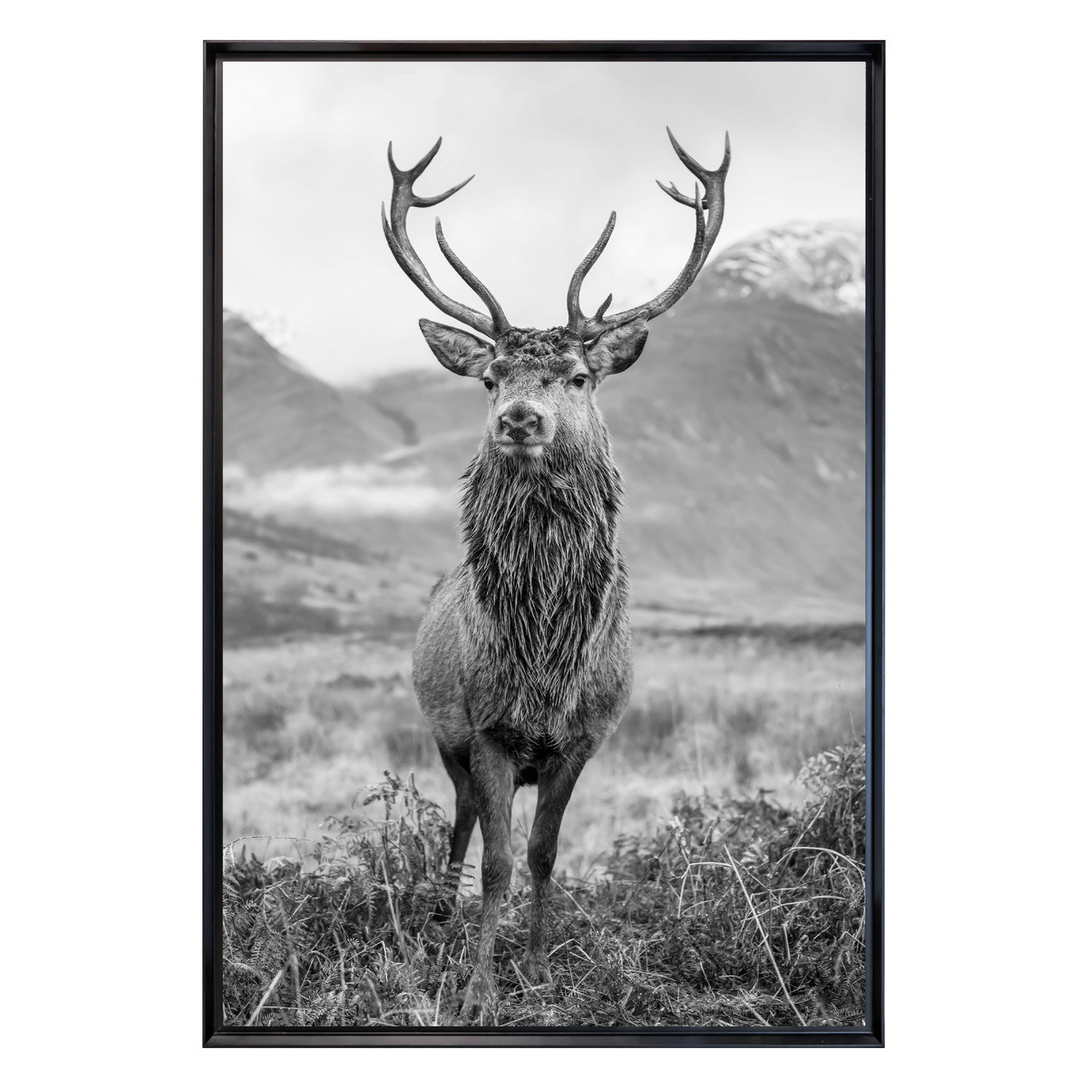Tableau Mural Encadré Portrait Cerf Élégant ANIMAUX tableaux encadrés, CEANOTHE