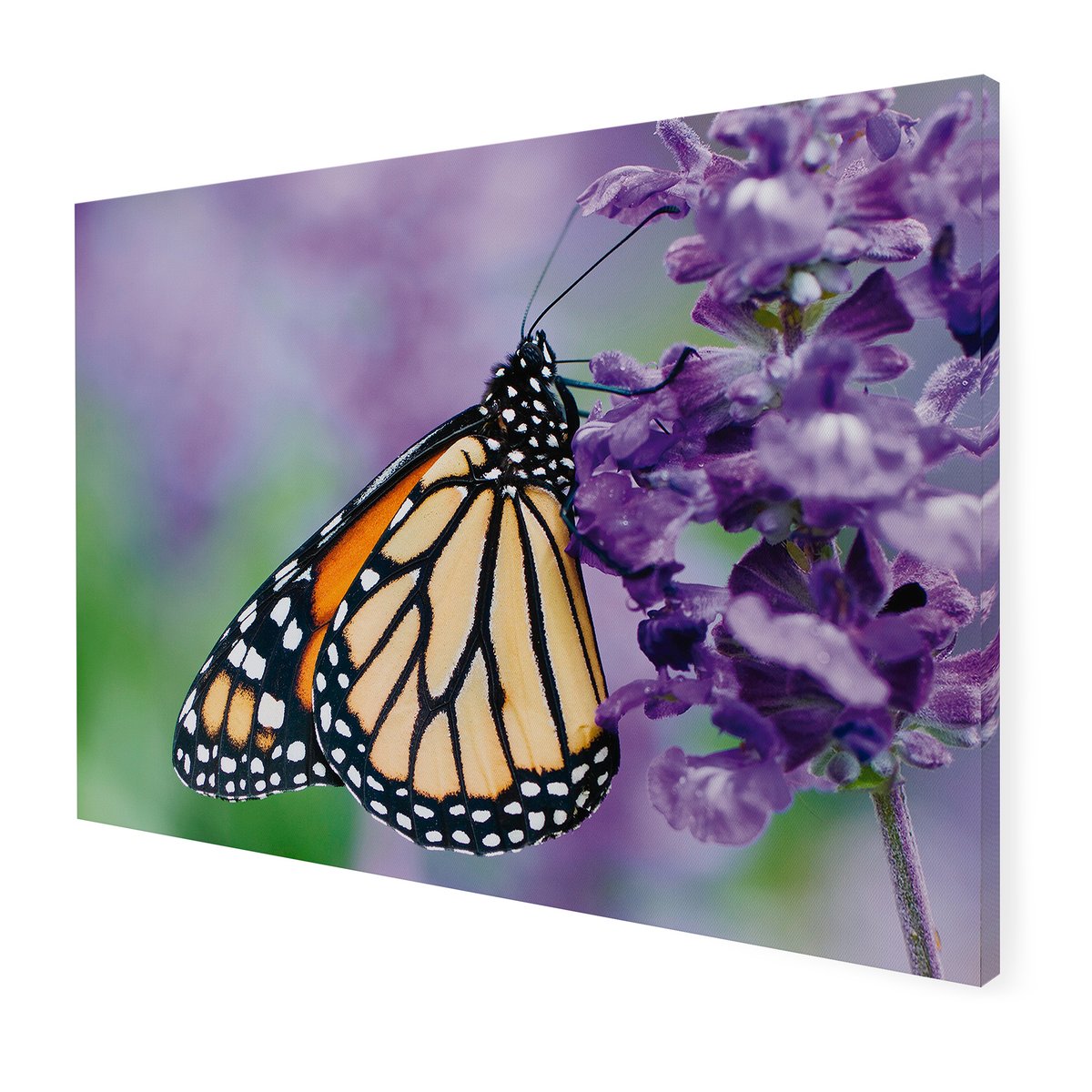 Tableau de jardin Papillon et fleur violet, brun orangé, ART FOR THE HOME