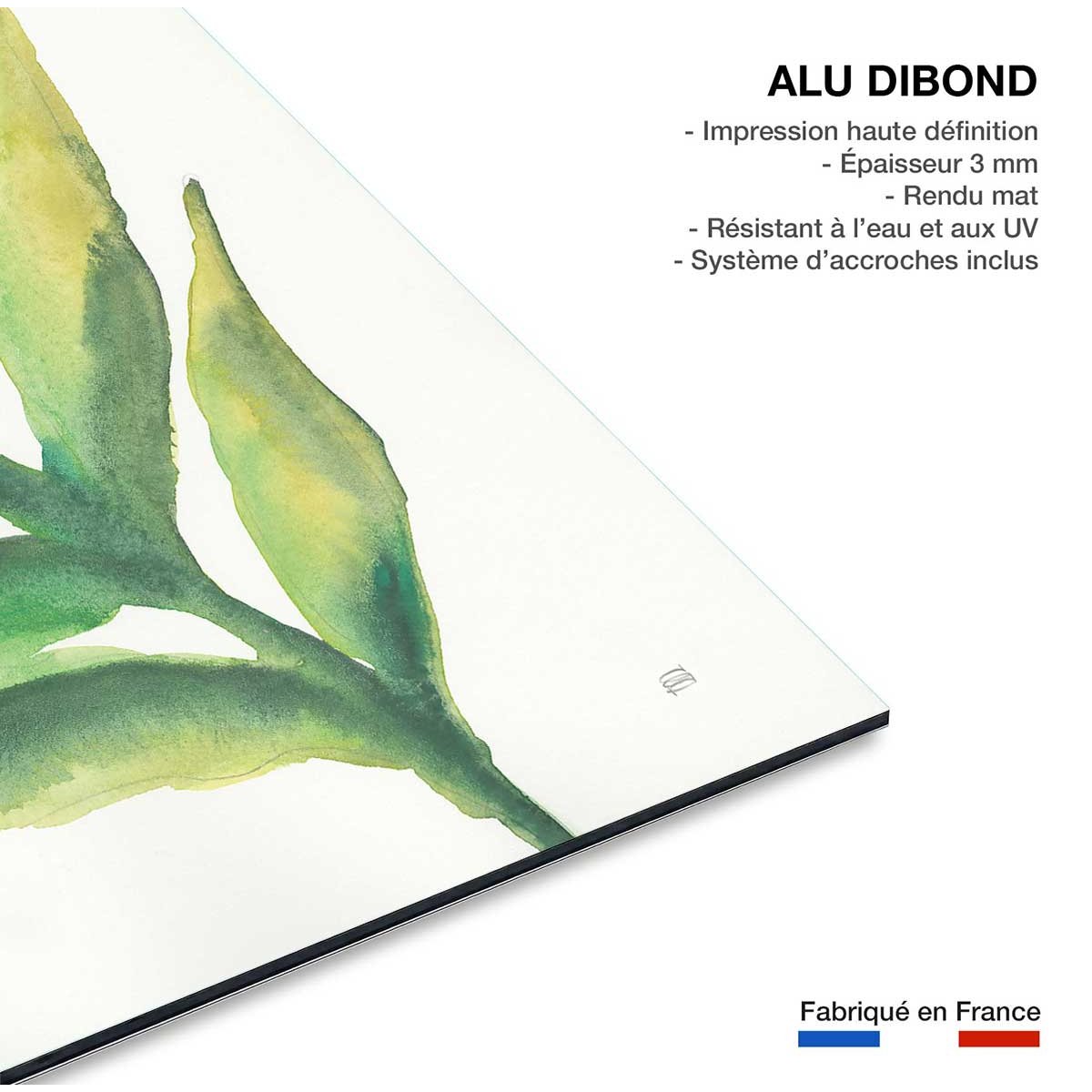 Tableau Plante aloe watercolor tableau alu dibond, HEXOA