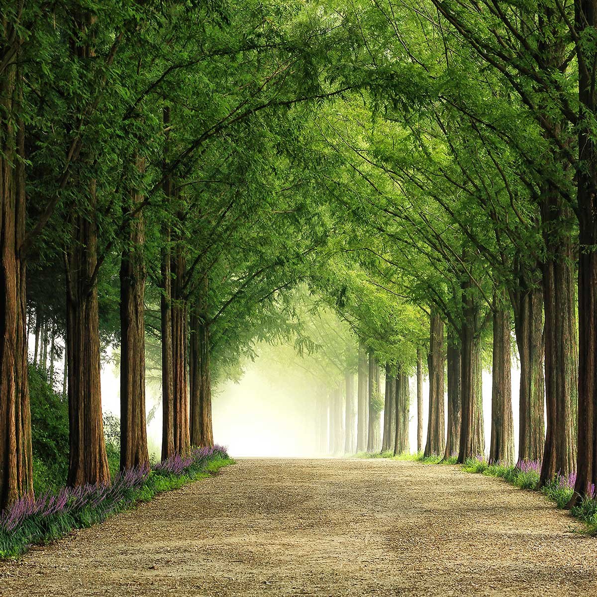 Affiche L'arbre Metasequoia affiche + cadre en bois - noir, HEXOA