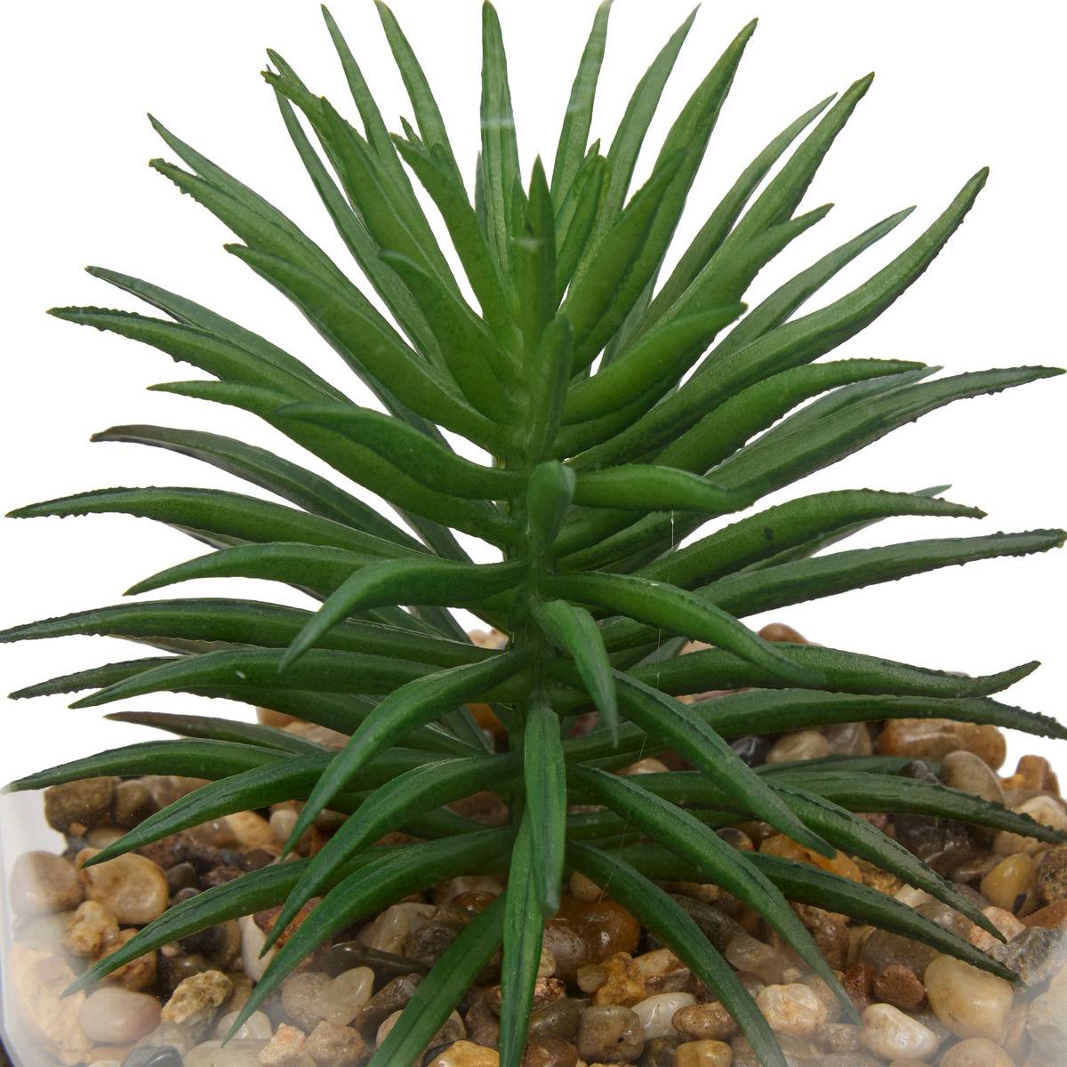 Terrarium WILO vert trèfle, ATMOSPHERA
