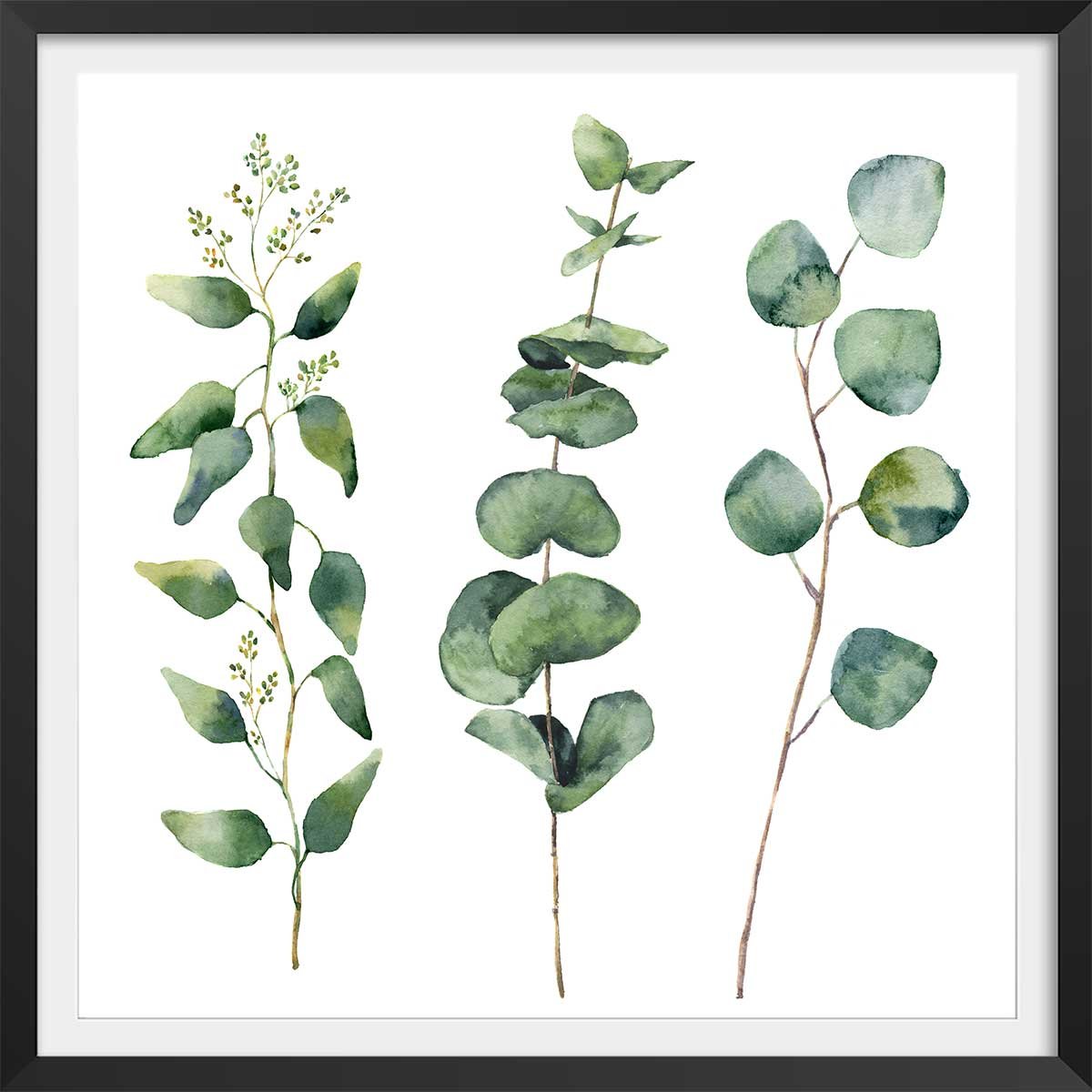 Affiche aquarelle eucalyptus affiche + cadre en bois - noir, HEXOA