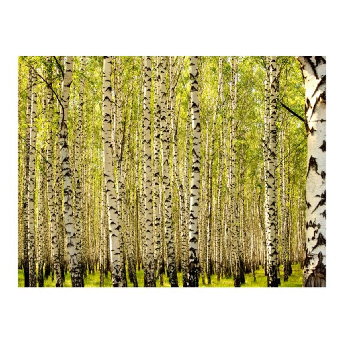 Papier peint intissé panoramique Paysage Forêt de bouleaux noir, EDEN