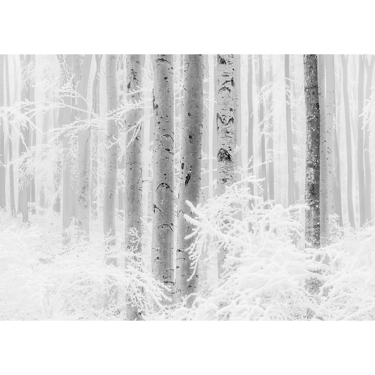 Papel de parede foto mural Winter Wood, da Interelife multicolor, INTERELIFE