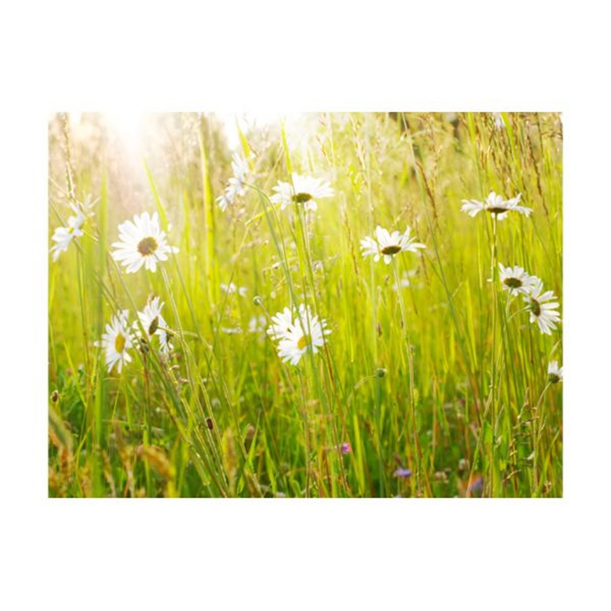 Papier peint intissé panoramique Fleurs Champ de marguerites blanc, EDEN