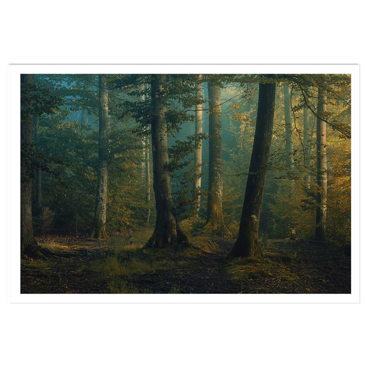 Affiche sous-bois en octobre affiche seule, HEXOA