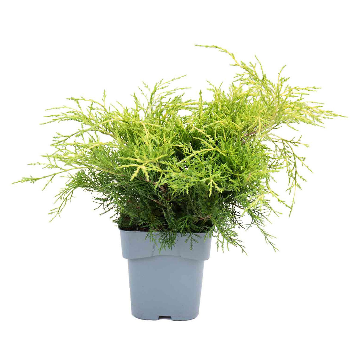 Planta Juniperus da China "old gold", BIOMA verde, BIOMA PLANTS