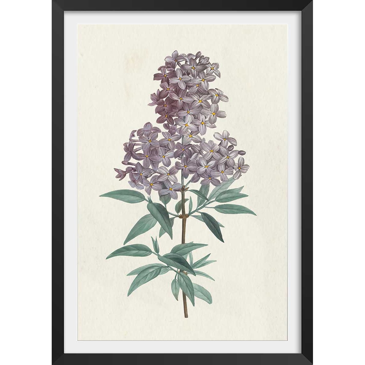 Affiche fleurs de Lilas vintage affiche + cadre en bois - noir, HEXOA