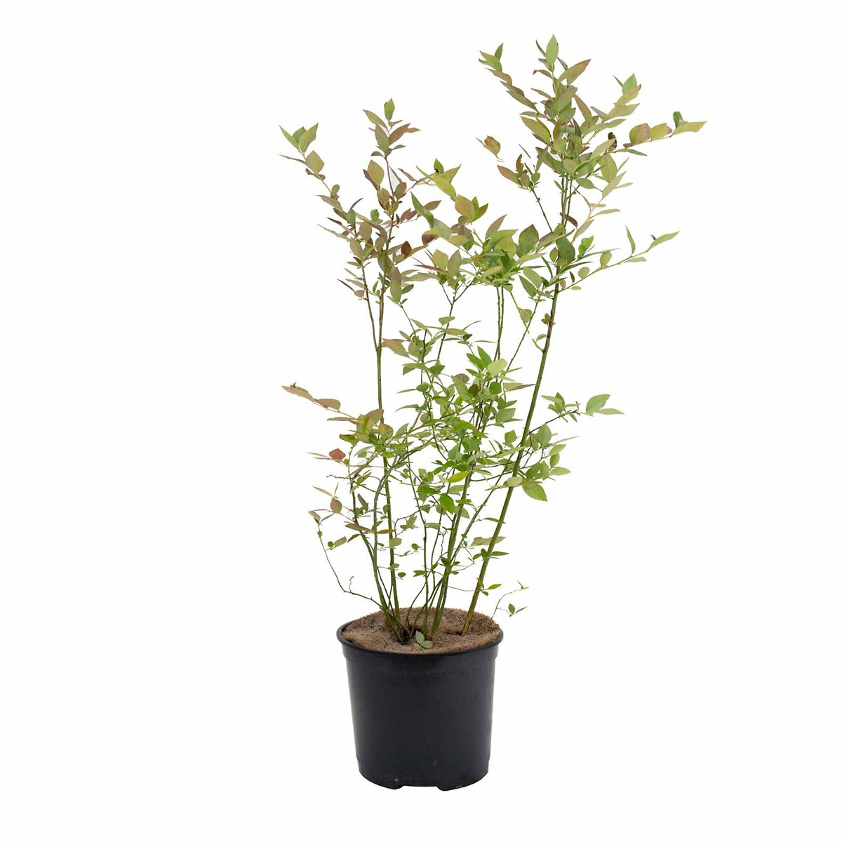 Planta Mirtilo, BIOMA verde, BIOMA PLANTS