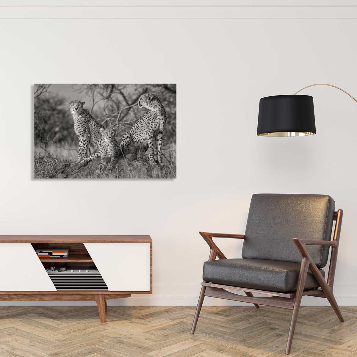 Tableau animaux 3 petits chats tableau alu dibond, HEXOA