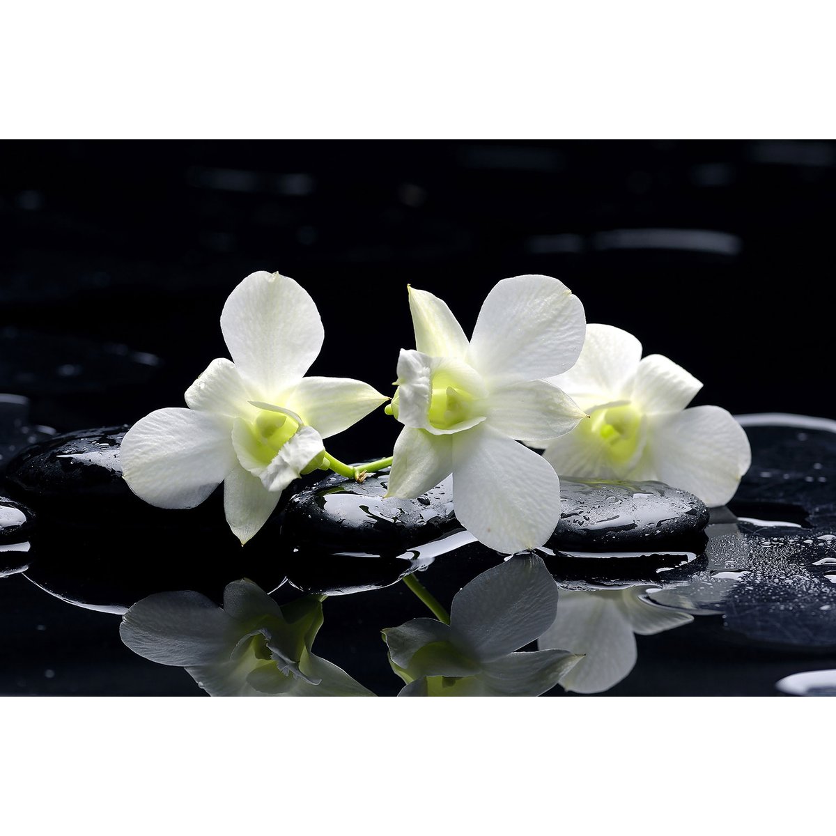 Tableau zen deco design orchidée blanche tableau alu dibond, HEXOA