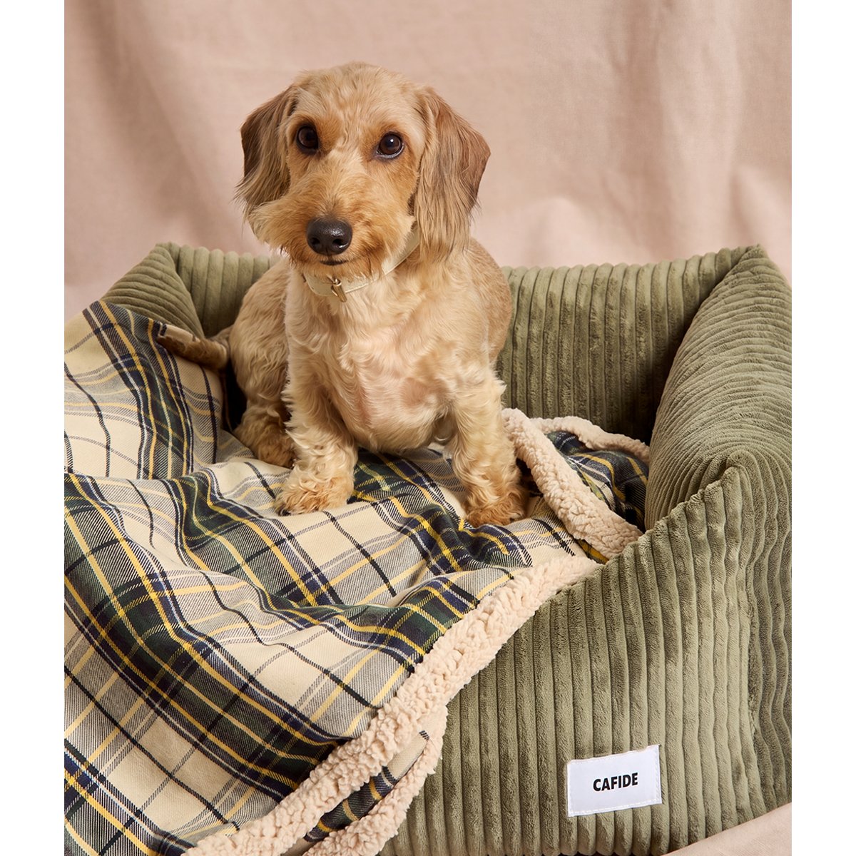 Couverture pour chien tartan beige, Toia beige, CAFIDE